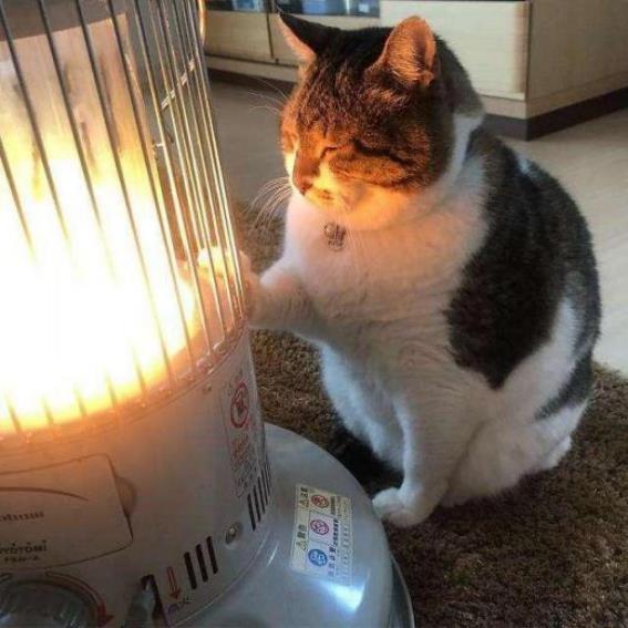 猫を電気暖房から遠ざける