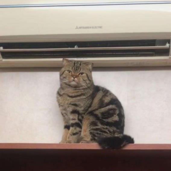 猫をエアコンの下に置かないでください